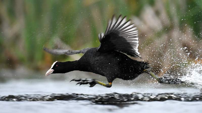 A coot running across the water in Amsterdam